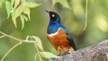 Tanzania and Uganda Birding Tour