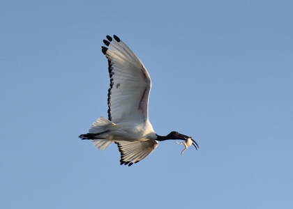 Tanzania and Kenya Birding Safari