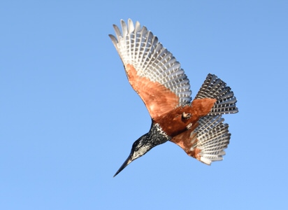 Tanzania and Kenya Birding Safari