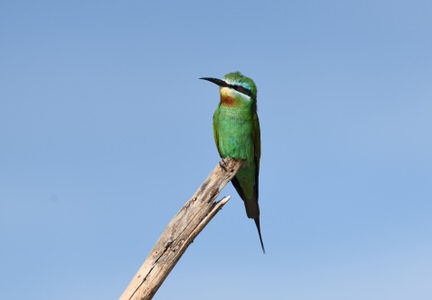 DSC_2370 Tanzania and Kenya Birding Safari