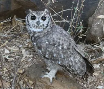 Kenya and Tanzania Birding Tour