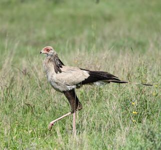 Kenya and Tanzania Birding Tour
