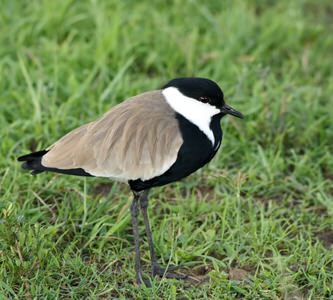 Tanzania and Uganda Birding Tour