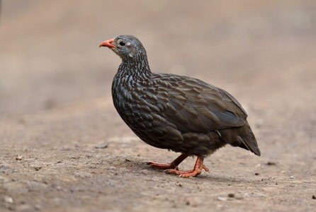 Kenya and Tanzania Birding Tour