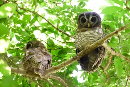 Usambara Endemics Birding Tour