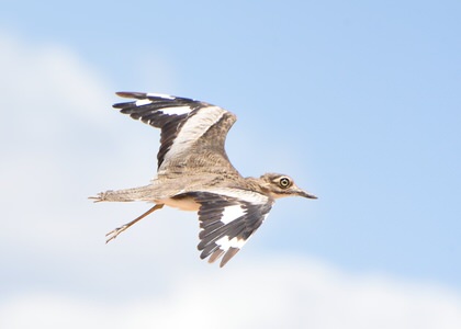 Uganda Short Birding Safari