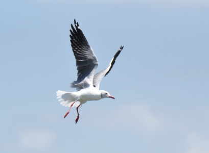 Tanzania and Kenya Birding Safari