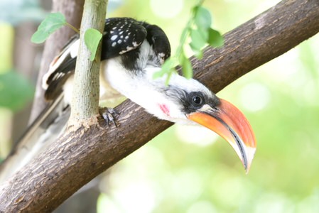 Tanzania and Kenya Birding Safari