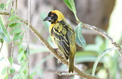 Tanzania and Uganda Birding Tour