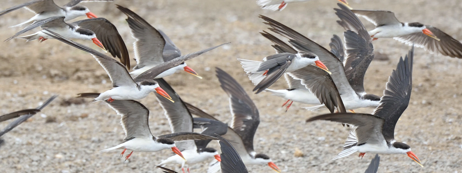 Uganda Short Birding Safari