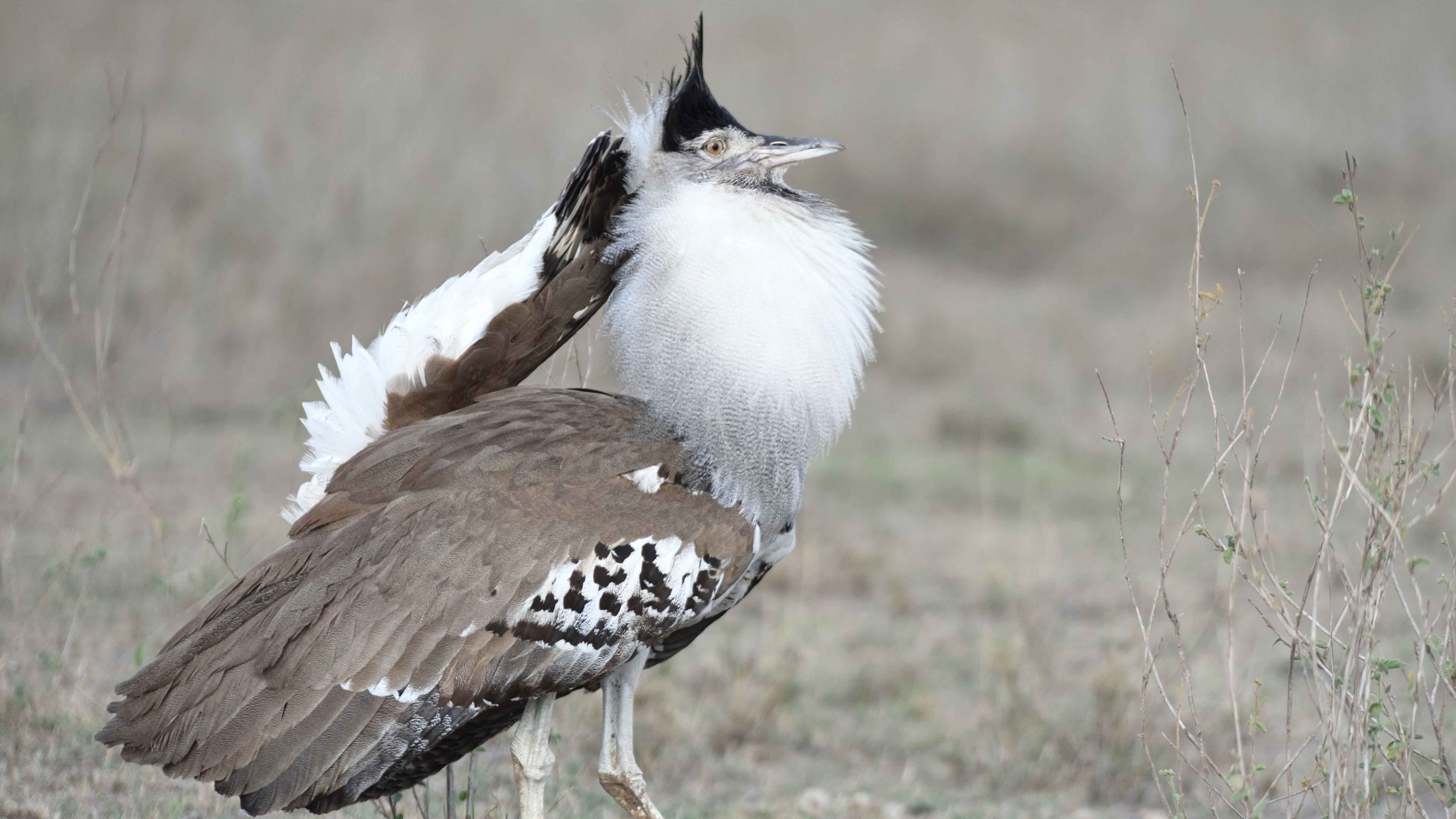 Ngorongoro Crater Birding Day Tour