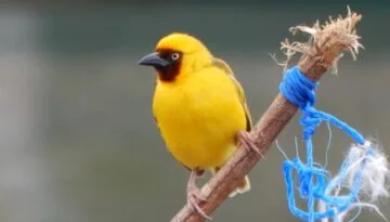 Lutembe Bay Birding Tour
