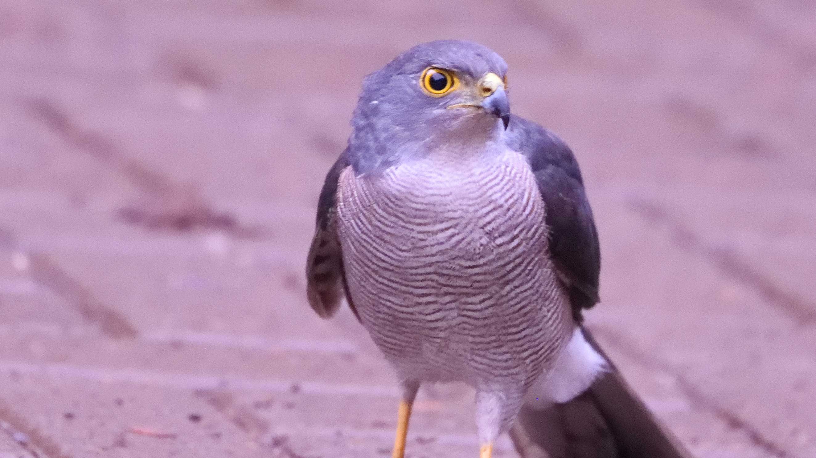 Mabira Forest Birding Day Tour