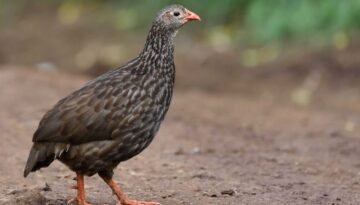 Arusha National Park Birding Day Tour