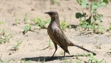 Tarangire National Park Birding Day Tour