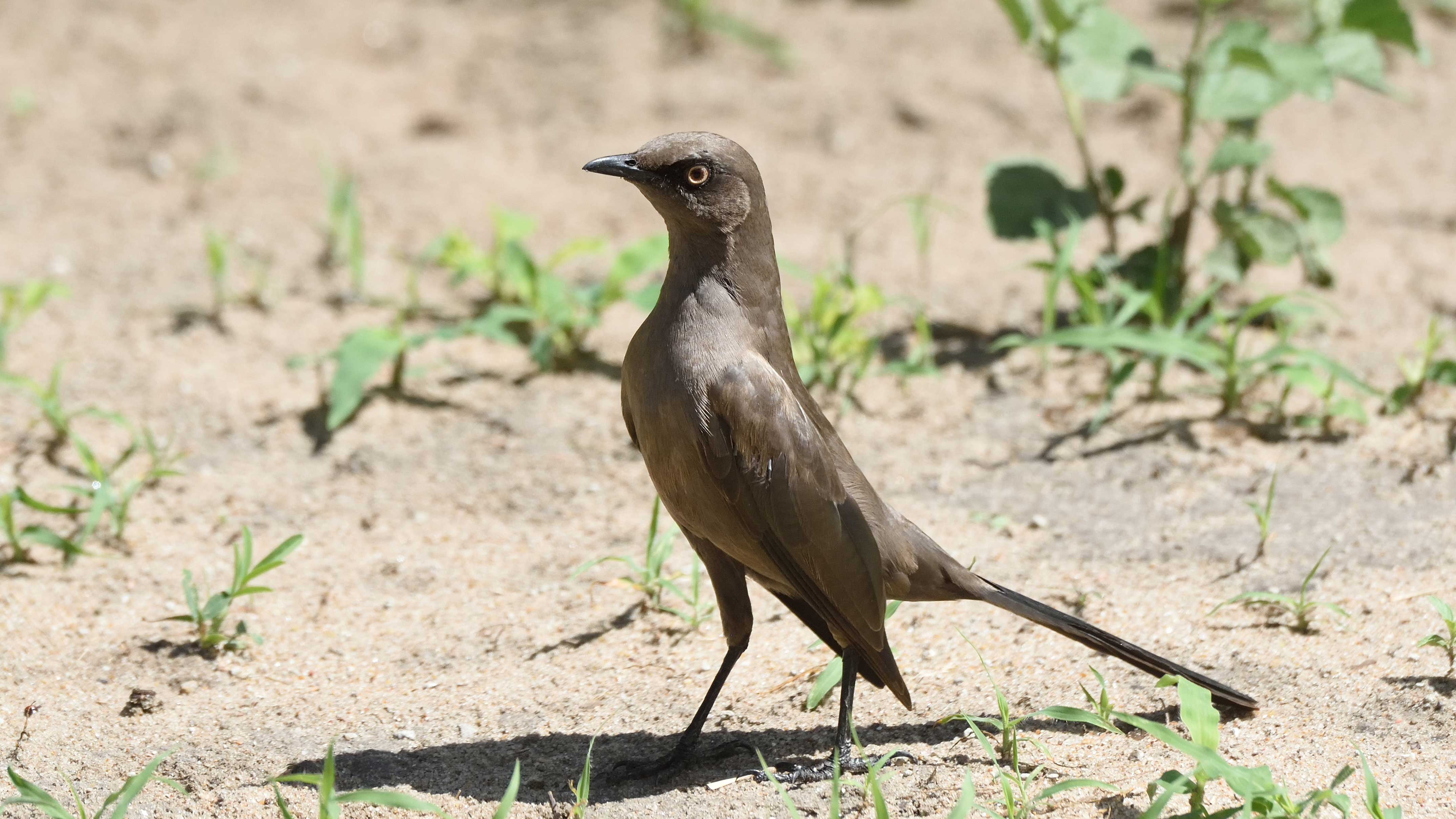 Tarangire National Park Birding Day Tour