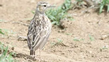 Engikaret Lark Plains Birding Day Tour