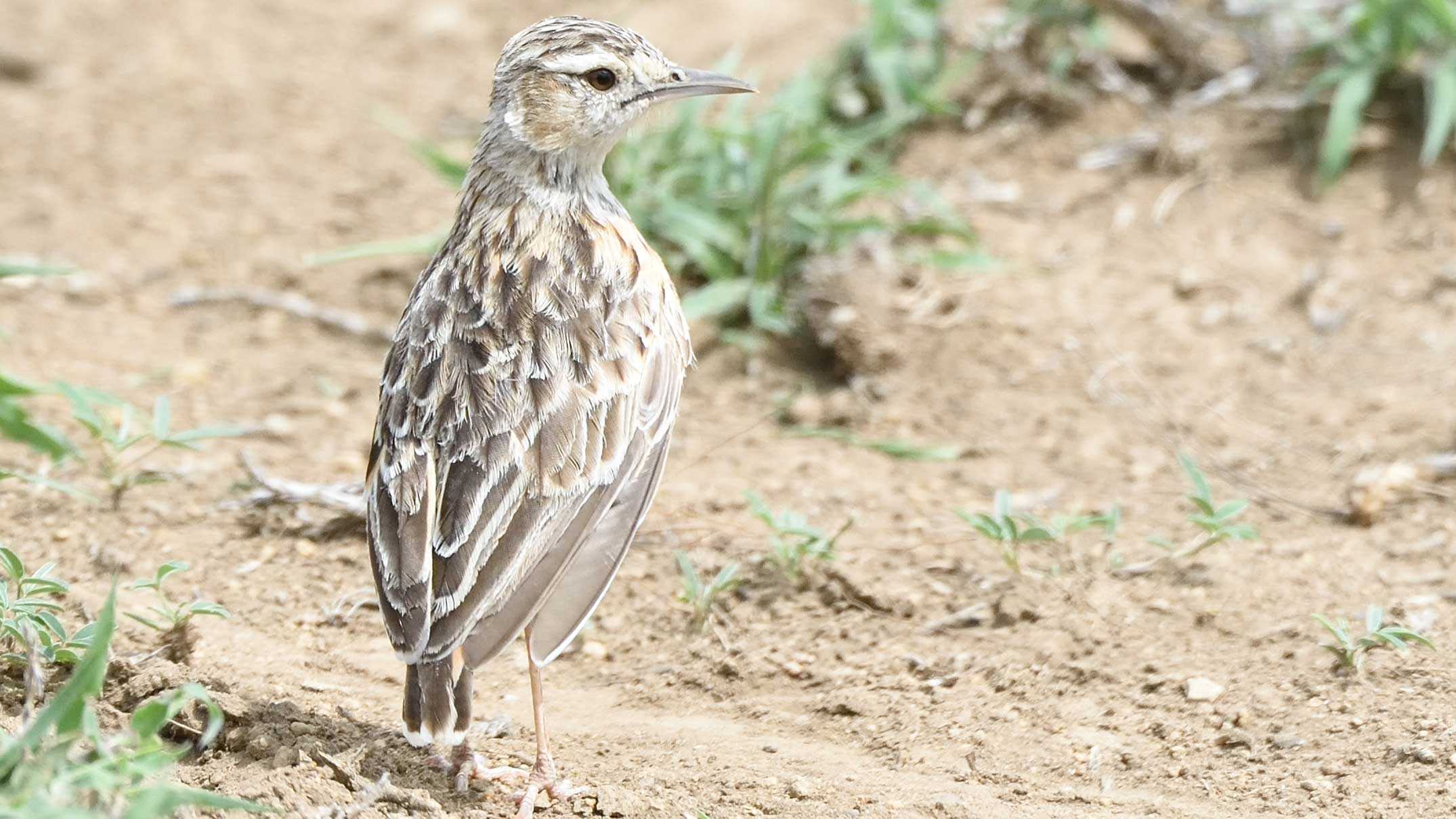 Engikaret Lark Plains Birding Day Tour