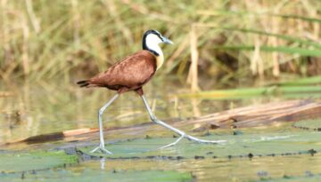 Lake Manyara National Park Birding Day Tour