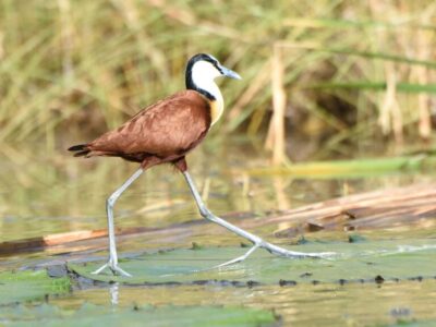 DSC_8030 Karura Forest Birding Tour