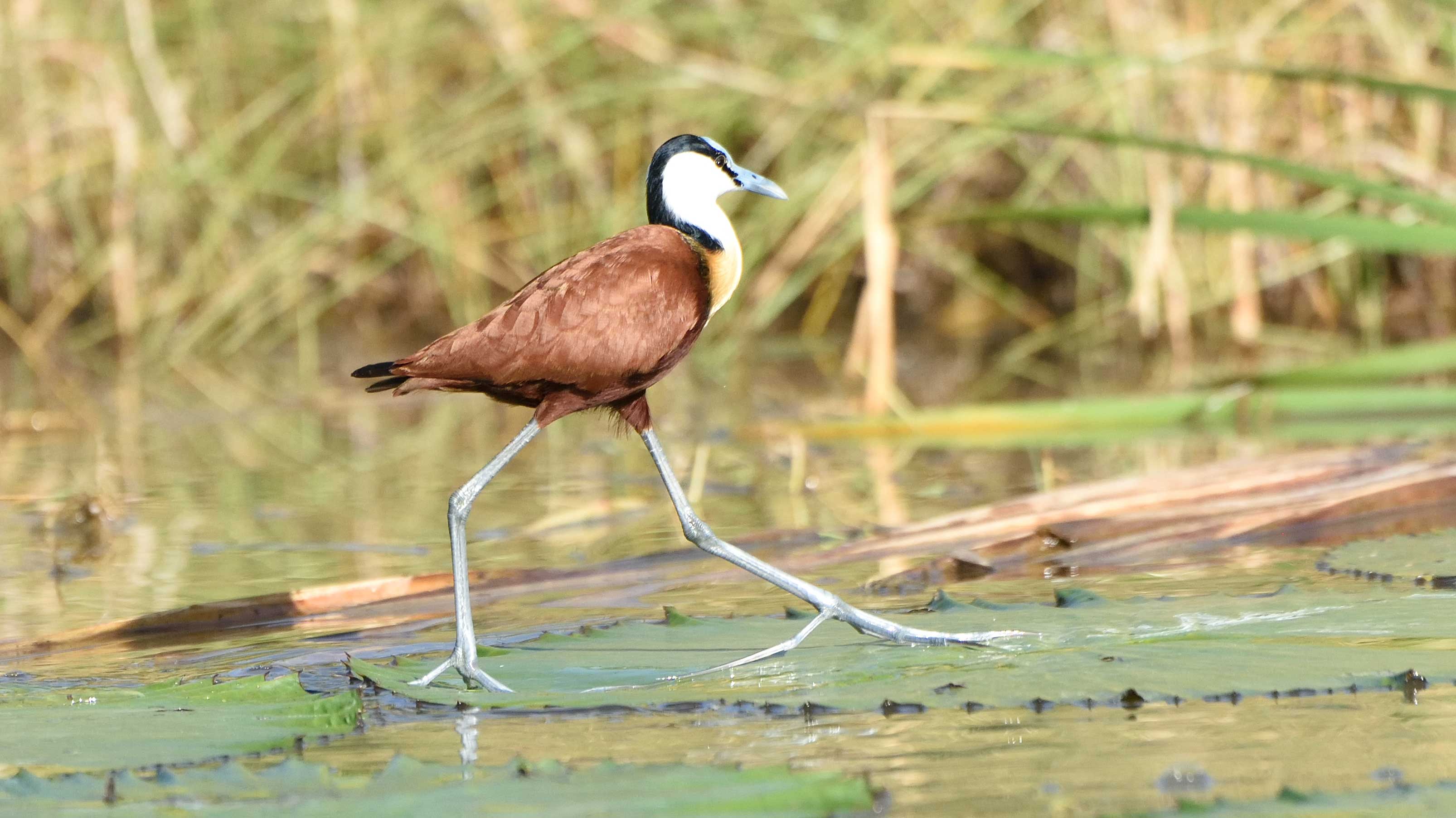 Lake Manyara National Park Birding Day Tour