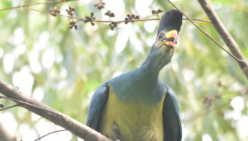 Entebbe Botanical Gardens Birding Tour