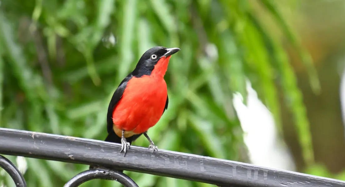 Western Kenya Custom Birding Tour