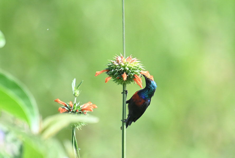 Western Kenya Custom Birding Tour
