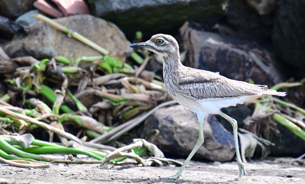 Western Kenya Custom Birding Tour
