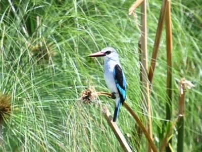 Z62_3054 Lake Victoria Kisumu Birding Day Tour