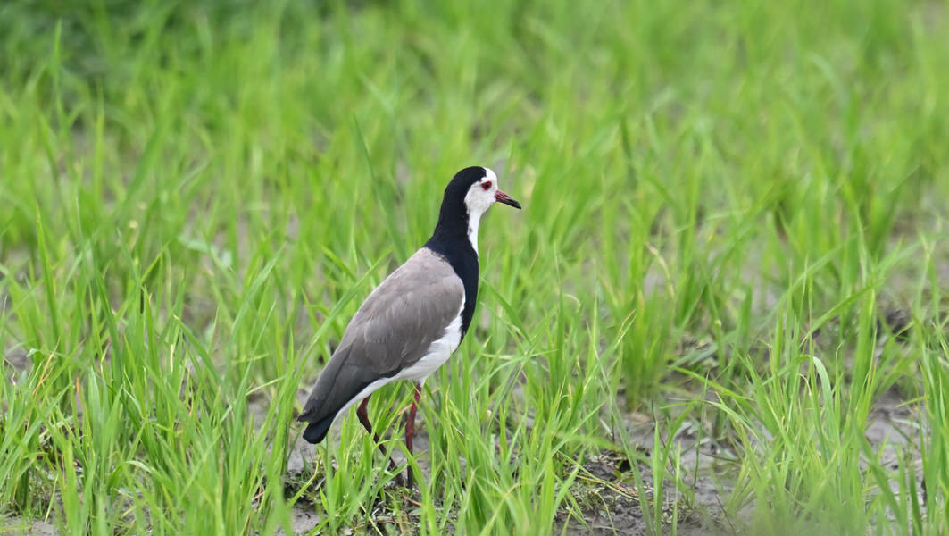 Western Kenya Custom Birding Tour
