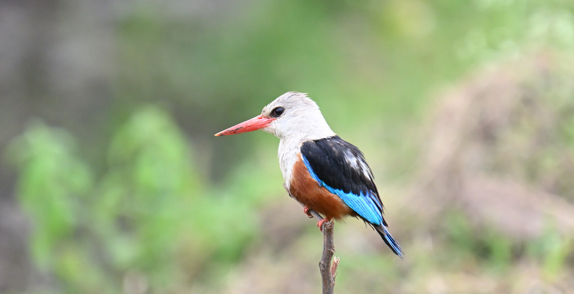 Uganda Budget Birding Tour