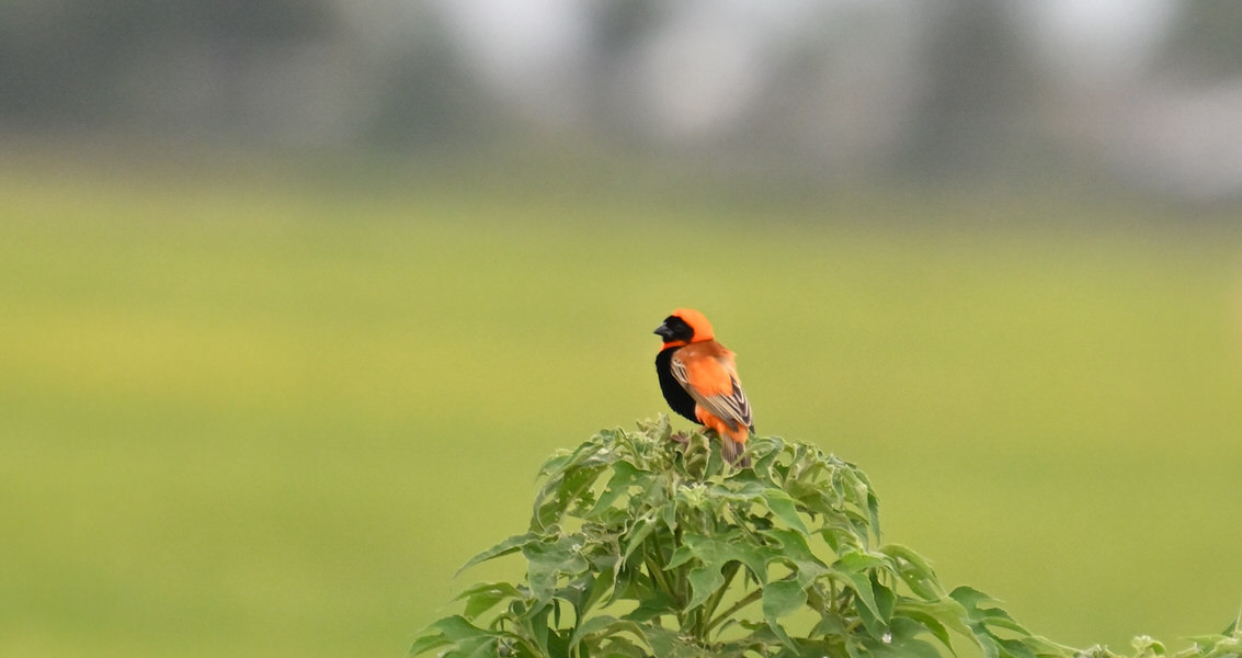 Western Kenya Custom Birding Tour