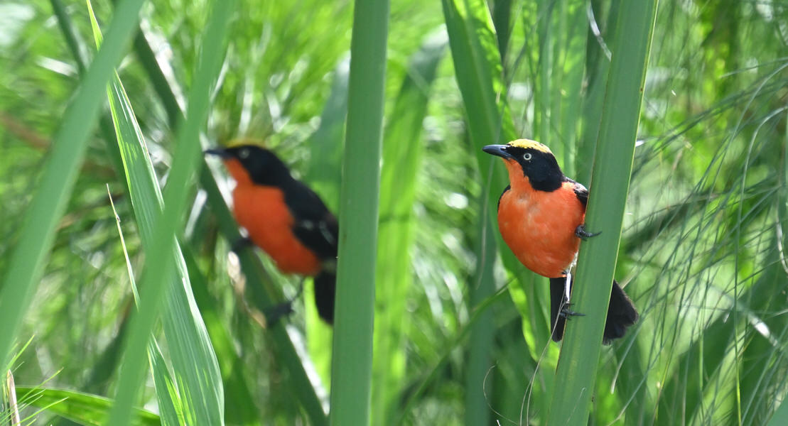 Western Kenya Custom Birding Tour