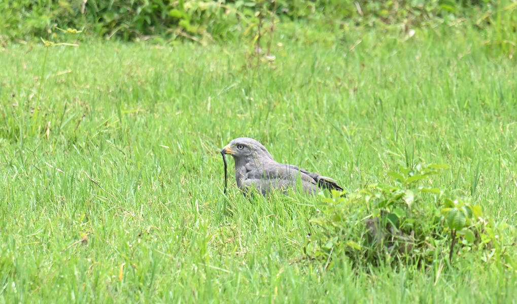 Western Kenya Custom Birding Tour