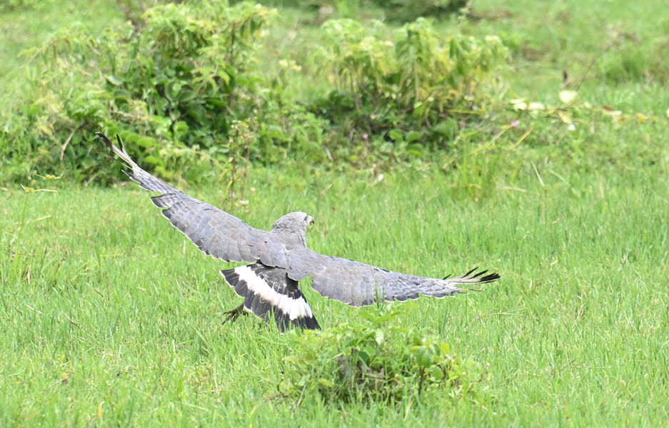 Western Kenya Custom Birding Tour