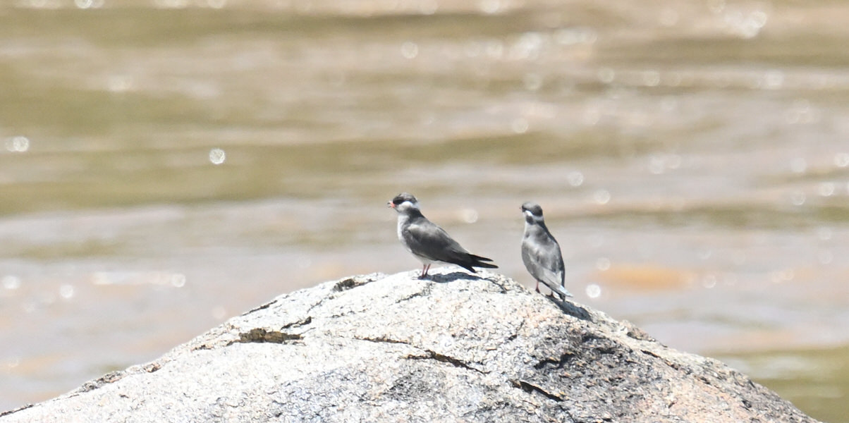 Western Kenya Custom Birding Tour
