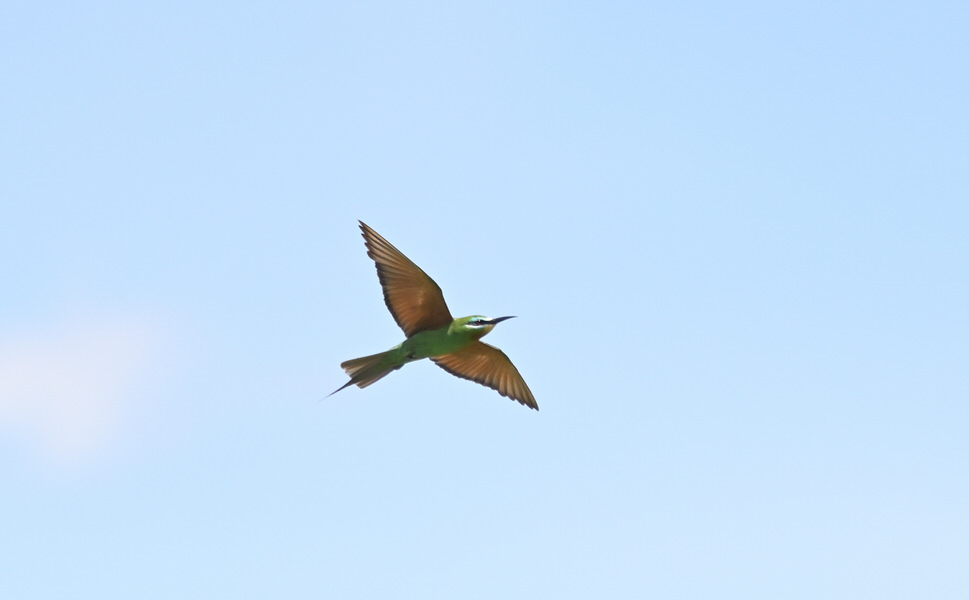 Western Kenya Custom Birding Tour