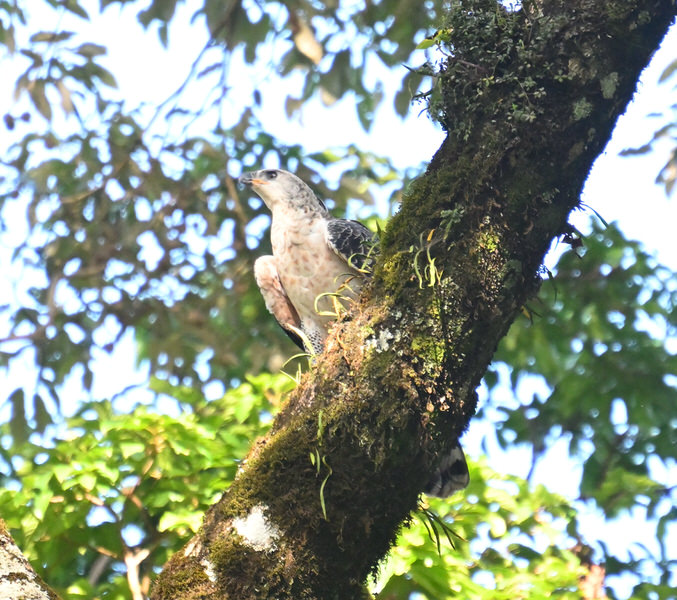 Western Kenya Custom Birding Tour