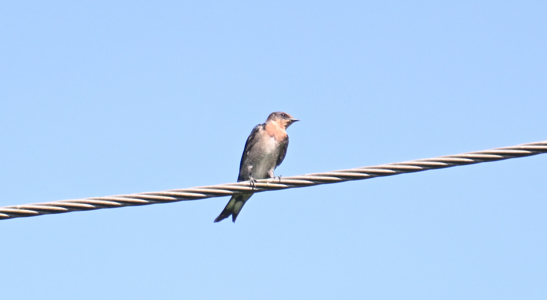 Western Kenya Custom Birding Tour