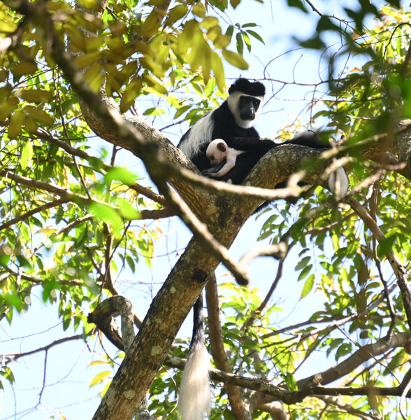 Western Kenya Custom Birding Tour