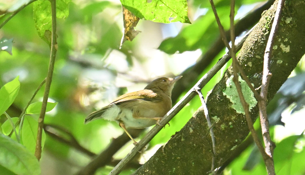 Western Kenya Custom Birding Tour