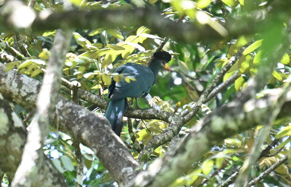 Western Kenya Custom Birding Tour