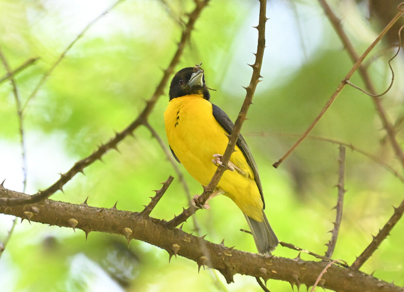 Western Kenya Custom Birding Tour