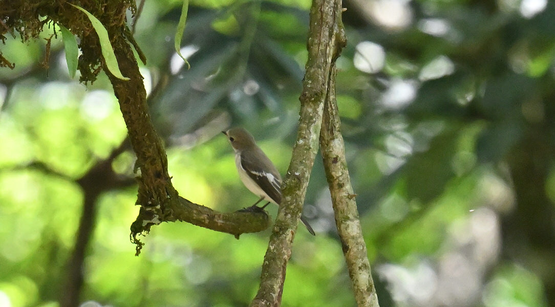 Western Kenya Custom Birding Tour