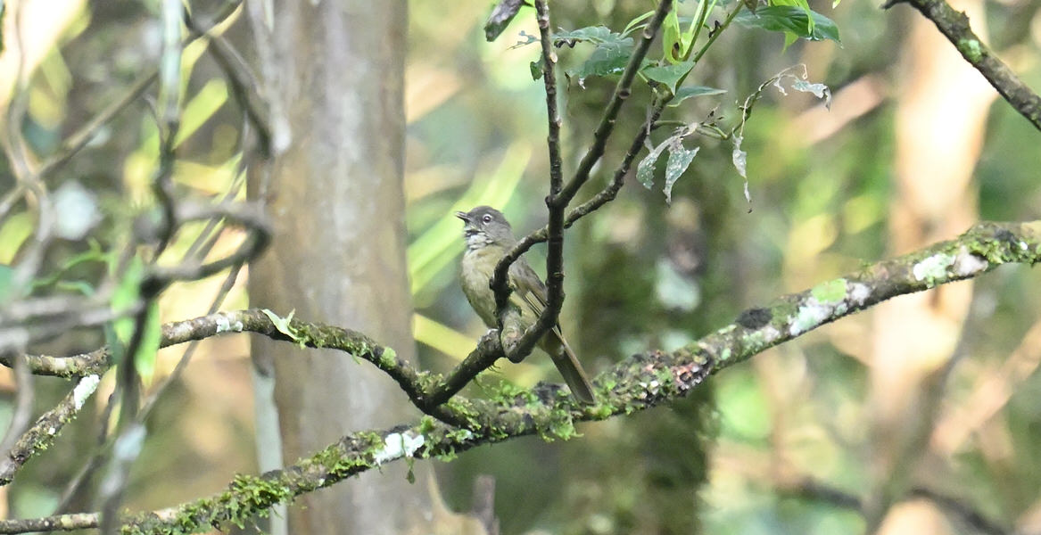 Western Kenya Custom Birding Tour