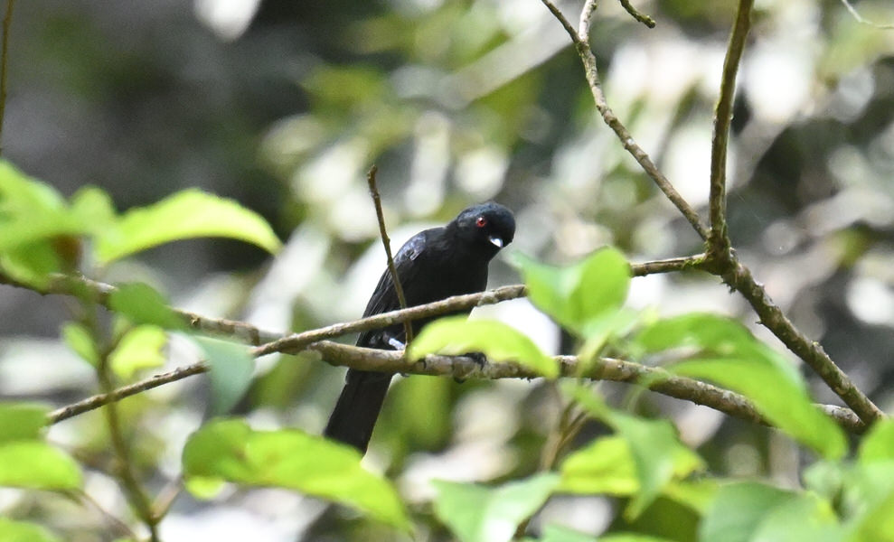 Western Kenya Custom Birding Tour