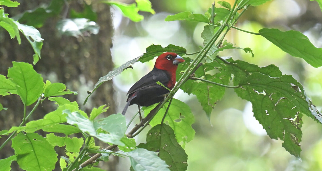 Western Kenya Custom Birding Tour