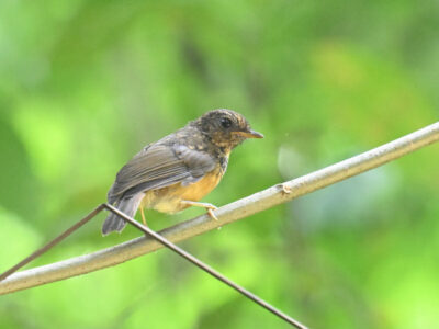 Kakamega Forest Birding Day Tour