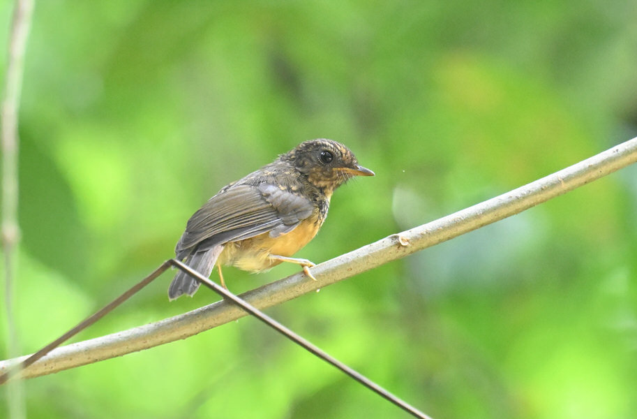Western Kenya Custom Birding Tour